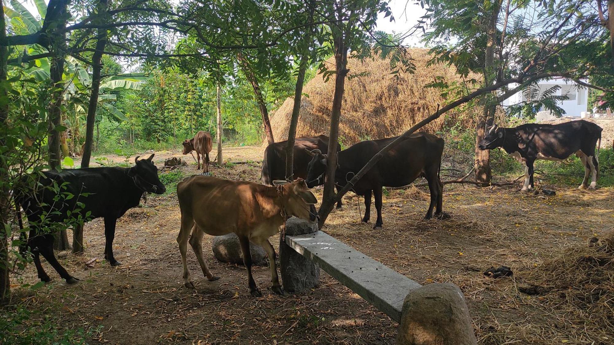 Vaksana Farm Stay Gudraippattu Экстерьер фото
